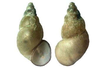 Прудовик малый, или усеченный - Lymnaea truncatula, = Galba truncatula