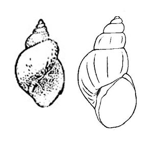 Прудовик малый, или усеченный - Lymnaea truncatula, = Galba truncatula