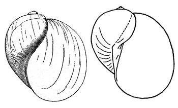 Плащеноска слизистая – Lymnaea glutinosa