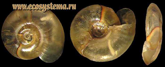 Катушка блестящая - Segmentina nitida