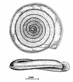 Катушка завернутая – Anisus vortex