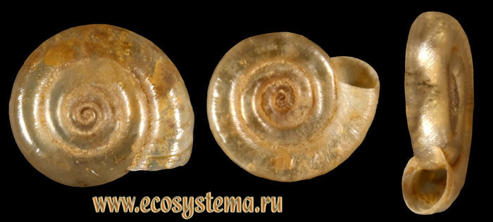 Катушка белоротая - Anisus leucostoma