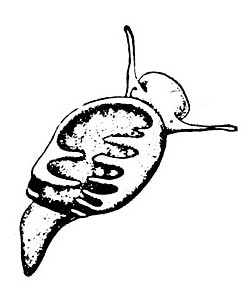 Пузырчатая физа (Physa fontinalis) с лопастями мантии на раковине