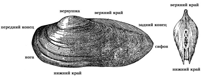 Наружные части раковины двустворчатого моллюска