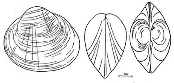 Шаровка роговая - Sphaerium corneum