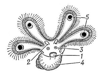 Личинка велигер: 1 - нога, 2 - глаза, 3 - статоцисты (органы равновесия), 4 - протоконх (эмбриональная раковина), 5 - велум (лопасти с ресничками, орган движения и захвата пищи)