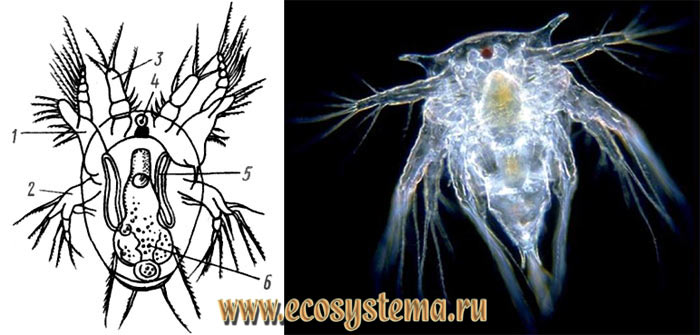 Личинка ракообразных - науплиус. Слева - науплиус циклопа: 1 - антенна, 2 - мандибула, 3 - антеннула, 4 - глаз, 5 - антеннальная выделительная железа, 6 - кишечник. Справа - науплиус балянуса морского жёлудя, усоногие ракообразные)