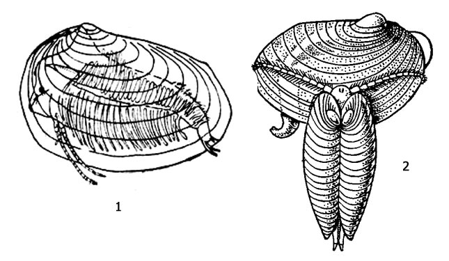 1 - внешний вид цизикус (Cyzicus tetracerum), 2 - копуляция цизикус
