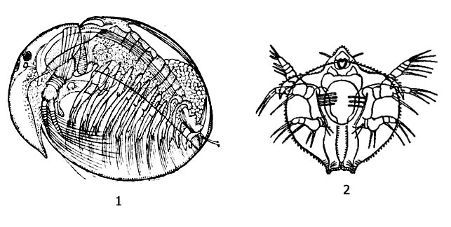 Рис. 1. Линцеус (Lynceus brachyurus): 1 - внешний вид, 2 - метанауплиус