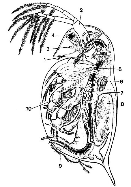 Строение дафнии: 1 - передняя антенна; 2 - задняя антенна; 3 - науплиальный глазок; 4 - фасеточный глаз: 5 - кишечник; 6 - сердце; 7 - яичник; 8 - эмбрионы в выводковой сумке; 9 - брюшко; 10 - грудная ножка