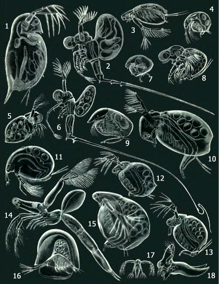 Ветвистоусые ракообразные: 1 - Daphnia pulex; 2 - Bythotrephes longimana; 3 - Diaphanosoma drachyurum; 4 - Bosmina longirostris; 5 - Evadne nordmanni; 6 - Cercopagis soclalis; 7 - Chydorus sphaericus; 8 - Polyphemus pediculus; 9 - Camptocercus rectirostris; 10 - Sida crystalline; 11 - Macrothrix hirsuticornis; 12 - Ceriodaphnia reticulate; 13 - Moina rectirostris; 14 - Leptodora kindtii; 15 - Simocephalus vetulus; 16 - Holopedium gibberum; 17 - метанауплиус Leptodora kindtii; 18 - Caspievadne maximovitchi