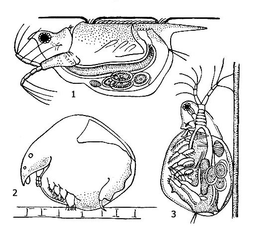 Прикрепляющиеся ветвистоусые рачки: 1 - Scapholeberis mucronata у поверхности воды; 2 - Chydorus sphaericus на нити водоросли; 3 - Simocephalus vetulus на нити водоросли