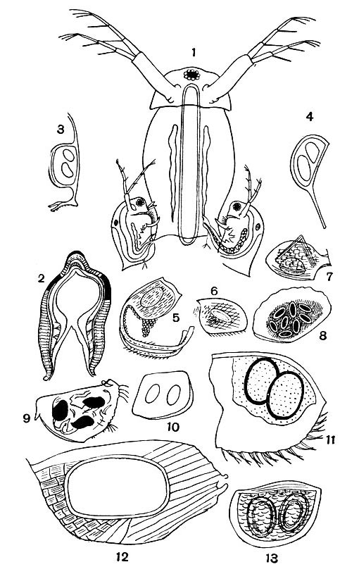 Размножение ветвистоусых: 1 - спаривание дафний; 2 - поперечный разрез через яйцо Daphnia magna; 3-13 - эфиппиумы разных ветвистоусых: 3 - Daphnia magna, 4 - D. balchashen-sis, 5 - Leydigia acanthocercoides, 6 - Oxyurella te-nuicaudis, 7 - Bosmina longirostris, 8 - Eurycercus lamellatus, 9 - Drepanothrix dentata, 10 - Ilyocriptus sordidus, 11 - Macrothrix hirsuticornis, 12 - Alonella excisa, 13 - Moina macrocopa