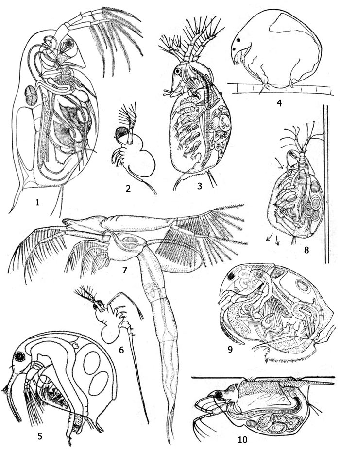 Разнообразие видов ветвистоусых. 1 - дафния (Daphnia pulex), 2 - полифемус (Polyphemus pediculus), 3 - сида (Sida crystallina), 4 - хидорус (Chydorus sphaericus) на нити водоросли, 5 - босмина (Bosmina longirostris), 6 - битотрефес (Bythotrephes longimanus), 7 - лептодора (Leptodora kindti), 8 - симоцефалус (Simocephalus vetulus), уцепившийся за нить водоросли, 9 - эурицеркус (Eurycercus lamellatus), 10 - скафолеберис (Scaphoteberis mucronata) у поверхности воды