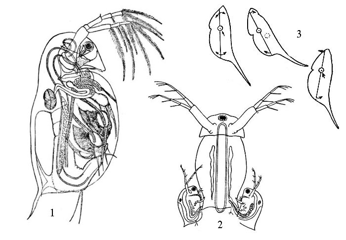 1 - внешний вид дафнии Daphnia pulex, 2 - спаривание дафний, 3 - движения дафнии в воде