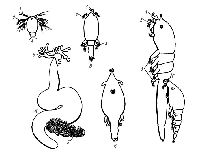 Развитие паразитического веслоногого рачка Lernaeocera. A - метанауплиус; Б - поздняя свободноплавающая личинка; В - сидячая личиночная стадия на жабрах камбаловых; Г - спаривание в свободноплавающем состоянии; Д - взрослая самка. 1 - антеннула, 2 - антенна, 3 - грудные ножкн, 4 -орган прикрепления, 5 - яйцевой шнур в форме клубка