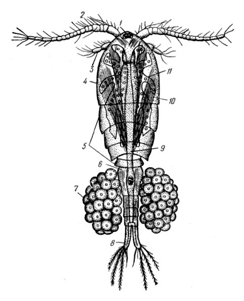 Самка циклопа Cyclops strenuus: 1 - глаз, 2 - антеннула, 3 - антенна, 4 - сложная голова, 5 - четыре свободных грудных сегмента, 6 - половой сегмент брюшка, 7 - яйцевой мешок, 8 - вилочка, 9 - кишечник, 10 - продольные мышцы груди, 11 - яичник