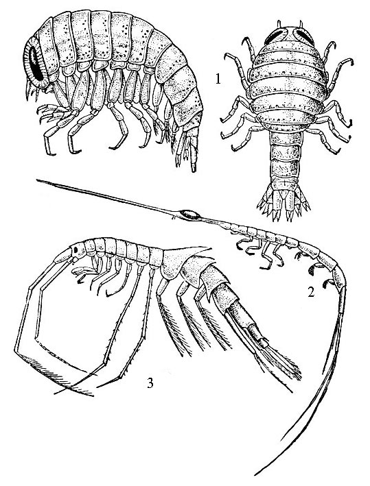 Планктонные бокоплавы: 1 - Hyperia galba (сбоку и сверху); 2 - Rhabdonectes armatus; 3 - Macrohectopus branickii