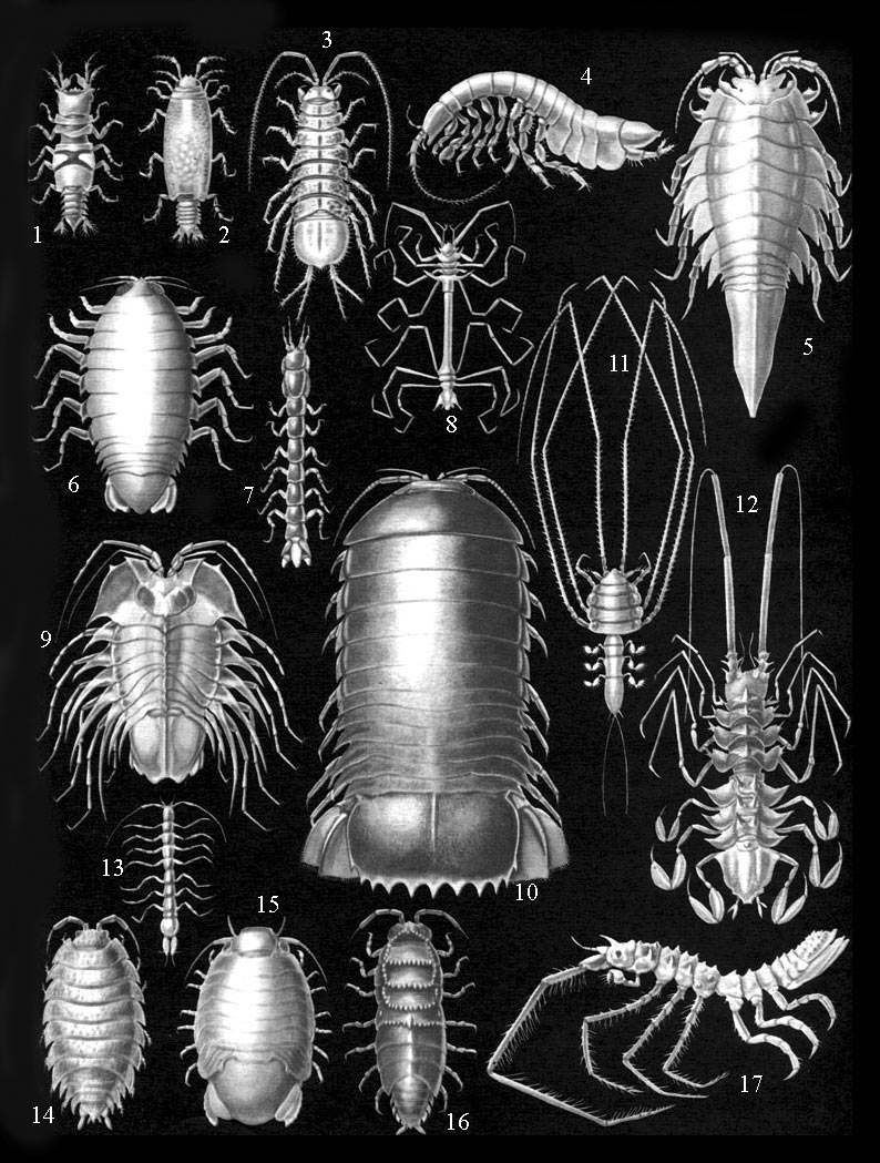 Равноногие ракообразные, или изоподы: 1, 2 - Gnathia dentate, самец и самка; 3 - Asellus aquaticus; 4 - Neophreatoicus assimilis; 5 - Mesidotea entomon; 6 - Aega psora; 7 - Cyathura carinata; 8 - Haplomesus insignis orientalis; 9 - Serolis sp.; 10 - Bathunomus giganteus; 11 - Munnopsis typica; 12 - Storthyngura herculean; 13 - Microcharon sp.; 14 - Porcellio scaber; 15 - Sphaeroma serratum; 16 - Hemilepistus cristatus; 17 - Antareturus ultraabyssalis