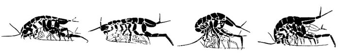 Рис. 3. Спаривание водяного ослика и строение внутренней ветви второй брюшной конечности самца (самец зачернен)