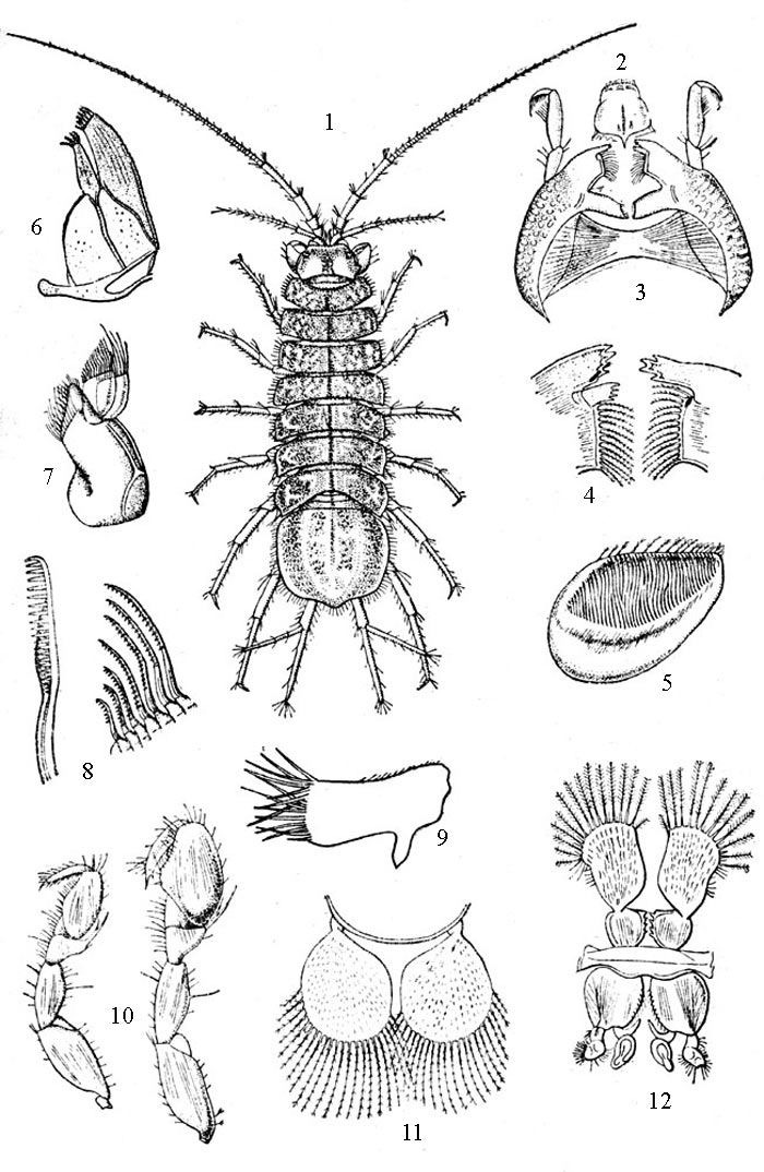 Рис. 1 Водяной ослик – Asellus aquaticus: 1 - взрослый самец, 2 - верхняя губа, 3 - верхние челюсти, 4 - дистальная часть верхних челюстей, 5 - внутренняя поверхность перетирающего отростка верхних челюстей, 6 - нижние челюсти (1-я пара), 7 - нижние челюсти (2-я пара), 8 - щетинки нижних челюстей, 9 - придаток ногочелюстей самки, 10 - грудные ноги первой пары с ложной клешней самки и самца (направо), 11 - первые брюшные ножки самки, 12 - первые и вторые брюшные ножки самца
