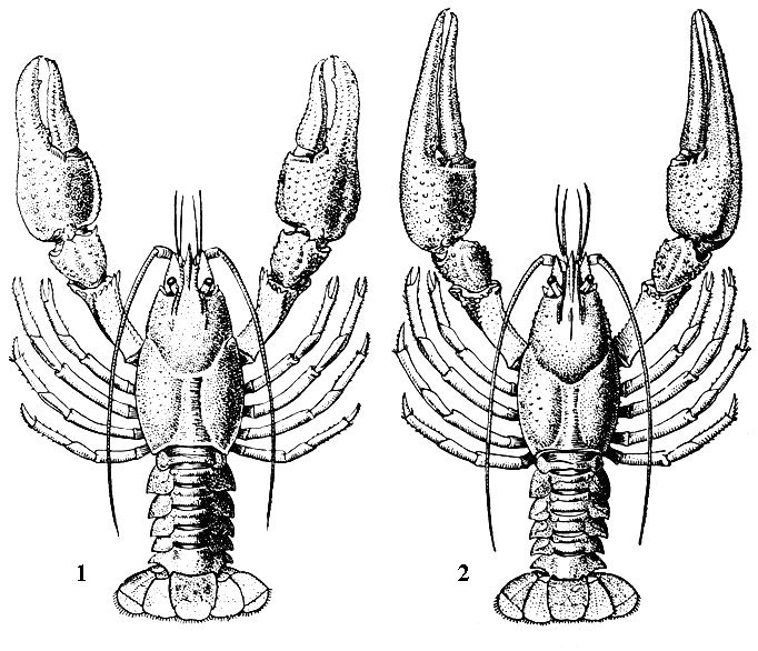 Речные раки: 1- широкопалый рак (Astacus astacus), 2 - узкопалый рак (Pontastacus (Astacus) leptodactylus)