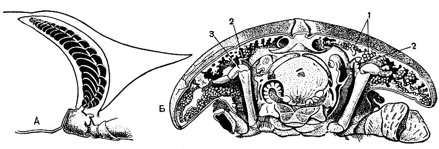 Органы дыхания десятиногих: А - схематичный поперечный разрез через правую половину грудного отдела краба, видна жаберная полость и жабра в ней; Б - поперечный разрез через грудной отдел пальмового вора на уровне четвертой ходильной ноги; 1 - дыхательные выросты стенок жаберной полости (легкие); 2 - остаточные жабры; 3 - задние грудные ноги, служащие для очистки жаберной полости