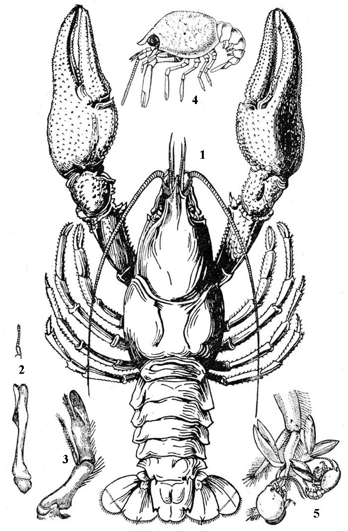 Широкопалый, или благородный рак (Astacus astacus). 1 - внешний вид, 2 - брюшные ножки 1-й пары самца (внизу) и самки (вверху), 3 - брюшные ножки 2-й пары самца, 4 - молодой рак, 5 - молодые раки на брюшной ножке матери