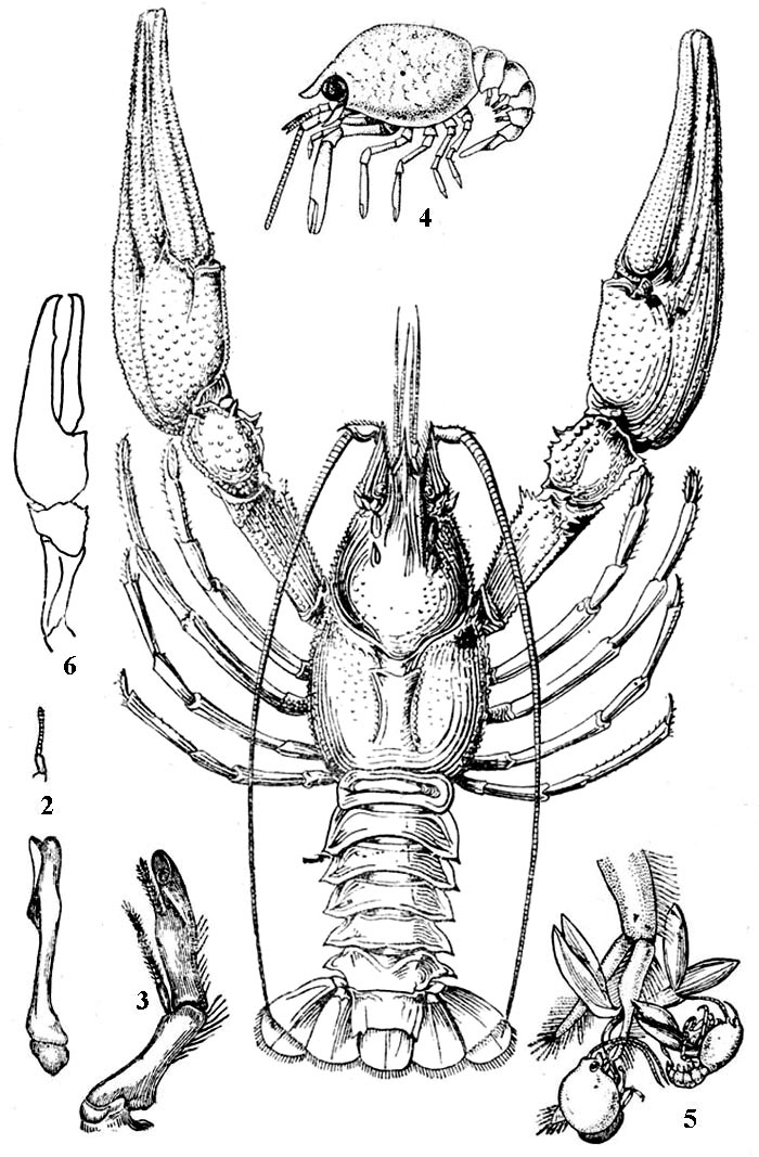 Узкопалый рак (Pontastacus leptodactyhis): 1 - внешний вид, 2 - брюшные ножки 1-й пары самки (вверху) и самца (внизу), 3 - брюшные ножки 2-й пары самца, 4 - молодой рак, 5 - молодые раки на брюшной ножке матери, 6 - клешня