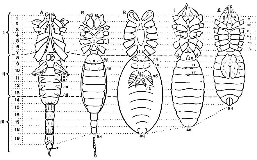 Строение арахнид (вид с брюшной стороны): А - скорпиона; Б - телифона; В - паука; Г - сольпуги; Д - примитивного акариформного клеща; I - просома; II - мезосома; III - метасома; 1-19 - сегменты тела; т - хвостовой придаток; лл - стигмы легких; тт - стигмы трахей; п - половое отверстие; г - гребневидные органы; пб - паутинные бородавки; к - коксальные органы; ан - анальное отверстие; х - хелицеры; пп - педипальпы; н1 - н4 - ноги