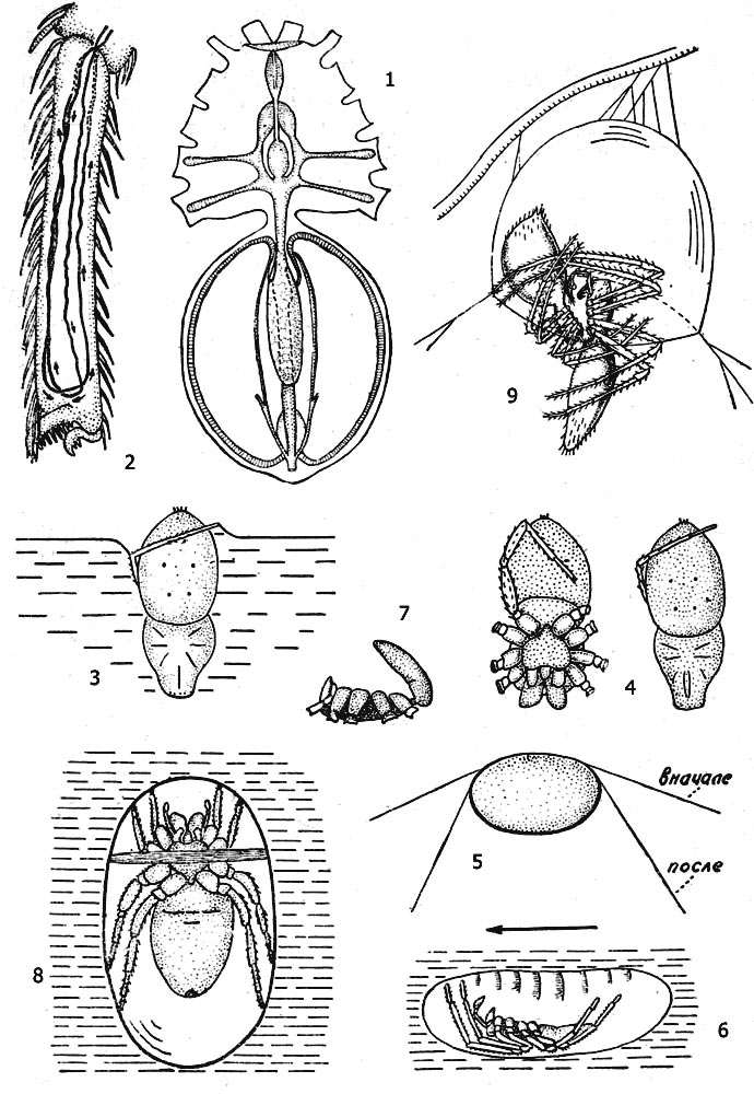 Рис. 2. Паук-серебрянка (Argyroneta aquatica): 1 - пищеварительная система, 2 - трахейный капилляр в лапке, 3 - прорыв поверхностной плёнки, 4 - положение ног при заборе воздуха (слева - вид снизу, справа - сверху), 5 - укрепление колокола, 6 - спермиевый колокол и самец в нем, 7 - изгиб брюшка для пряжи ленты, 8 - самец в спермиевом колоколе после приготовления ленты, 9 - копуляция серебрянки