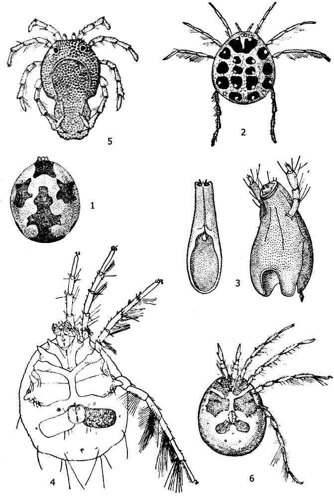 Водные клещи: 1 - гидрахна (Hydrachna geographica), 2 - эйлаис (Eylais meridionalis), 3 - максиллярный орган лимнохарес (Limnochares aguatica), 4 - брюшная сторона самки арренурус (Arrhenurus neumani), 5 - панцирный водяной клещ арренурус (Arrhenurus globator), самец, 6 - пиона (Piona longipalpis)
