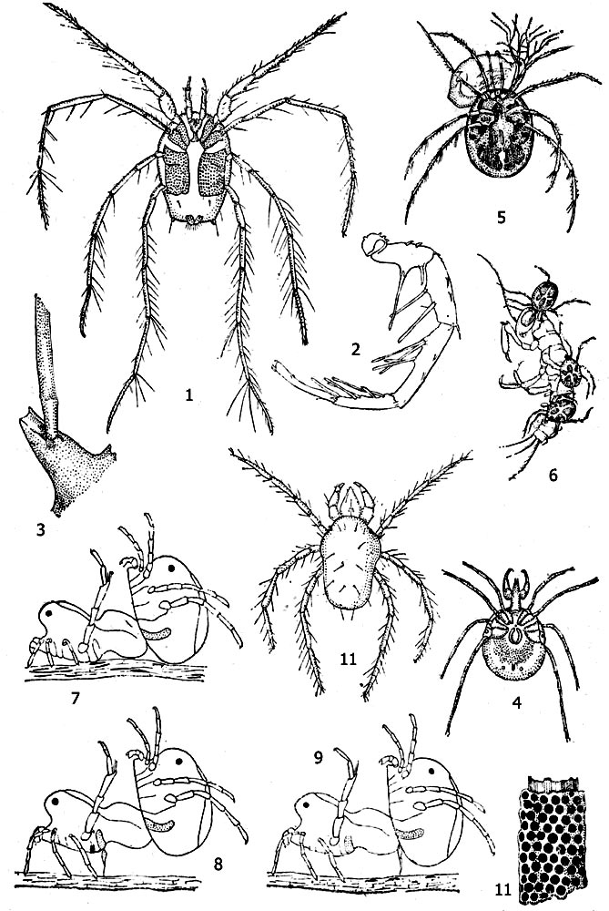 Водные клещи: 1 - унионикола Unionicola crassipes) с брюшной стороны, 2- нога униониколы, 3 - основание ноги униониколы, 4 - сперхон (Sperchon squamosus), 5 - клещ гидрохореутес ест дафнию, 6 - клещи гигробатес (Hygrobates) едят поденку, 7, 8,9 - копуляция арренурус (Arrhenurus globalor), 10 - яйцевая кладка эйлаис (Eylais meridionalis), 11 - шестиногая личинка лимнохарес (Limnochares aguatica)