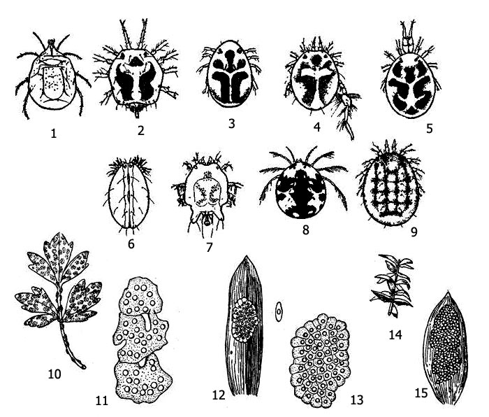 Разнообразие водных клещей: 1 – Limnochares aquatica, 2 – Hydrochoreutes ungulatus самец (длинные ноги на рисунке не показаны), 3 - Piona nodata, 4 – Acercus torris самец, 5- Limnesia undulata самка, 6 – Frontipoda musculus самка, 7 – Arrhenurus neumani, 8 – Hydrarachna geographica, 9 – Hydryphantes ruber самка, 10-15 - кладки водных клещей: 10 – кладки Piona carnea на листе лютика, 11 - тоже в увеличенном виде, 12 - кладка Hydryphantes на листе, 13 - тоже в увеличенном виде, 14 - кладка Linnochares aquatica на листе элодеи, 15 - тоже в увеличенном виде