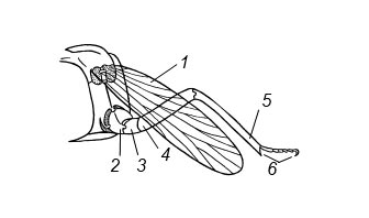 Схема строения конечности насекомого: 1 – крыло, 2 – тазик, 3 – вертлуг, 4 – бедро, 5 – голень, 6 – лапка