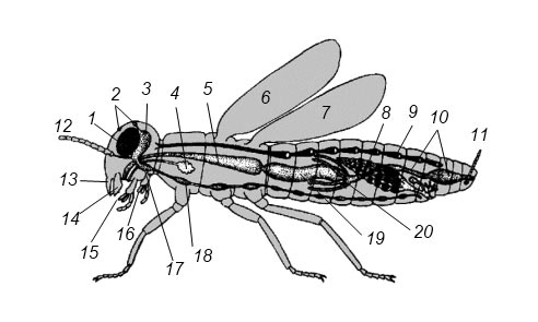Схема строения насекомого: 1 – фасеточные глаза, 2 – простые глазки, 3 – мозг, 4 – слюнная железа, 5 – зоб, 6 – переднее крыло, 7 – заднее крыло, 8 – яичник, 9 – сердце, 10 – задняя кишка, 11 – хвостовая щетинка (церка), 12 – антенна, 13 – верхняя губа, 14 – мандибулы (верхние челюсти), 15 – максиллы (нижние челюсти), 16 – нижняя губа, 17 – подглоточный ганглий, 18 – брюшная нервная цепочка, 19 – средняя кишка, 20 – мальпигиевы сосуды