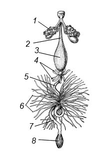 Схема строения пищеварительной системы насекомых (на примере черного таракана): 1 – слюнные железы, 2 – пищевод, 3 – зоб, 4 – пилорические придатки, 5 – средняя кишка, 6 – мальпигиевы сосуды, 7 – задняя кишка, 8 – прямая кишка
