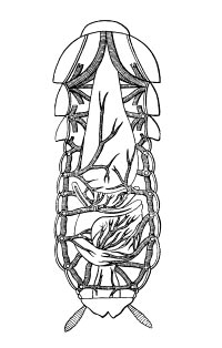 Схема строения дыхательной системы насекомых (на примере черного таракана)