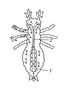 Схема строения кровеносной системы насекомых (на примере черного таракана): 1 – сердце, 2 – аорта