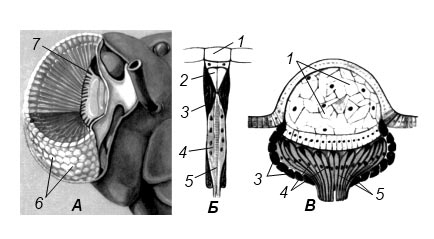 Глаза насекомых. А – фасеточный глаз (на разрезе видны омматидии), Б – схема строения отдельного омматидия, В – схема строения простого глазка: 1 – хрусталик, 2 – хрустальный конус, 3 – пигментные клетки, 4 – зрительные (ретинальные) клетки, 5 – рабдом (зрительный стержень), 6 – фасетки (наружные поверхности хрусталика), 7 – нервные волокна