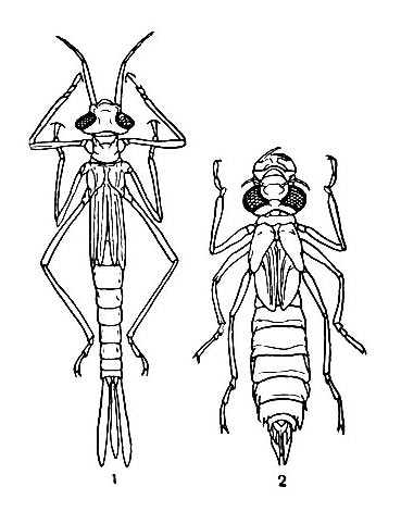 Типы личинок стрекоз: 1 – личинка равнокрылой стрекозы-стрелки (Agrion); 2 – личинка разнокрылой стрекозы-коромысла (Aeschna)