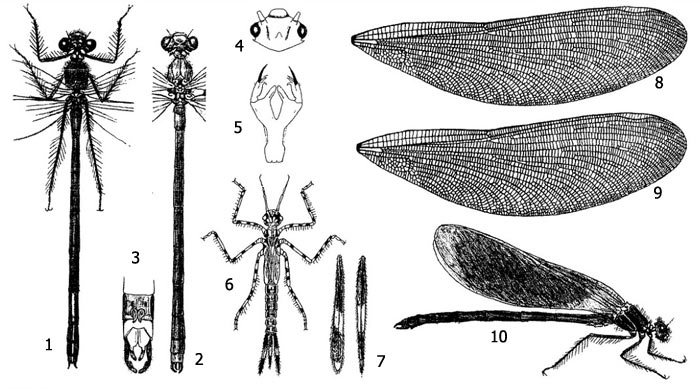 Красотка-девушка, или красотка темнокрылая (Calopteryx virgo): 1 - имаго с нижней стороны, 2 - имаго с верхней стороны, 3 - анальные придатки самца, 4 - голова личинки, 5 - маска личинки, 6 - внешний вид личинки, 7 - боковые церки (трахейные жабры), 8 - крыло самки, 9 - крыло самца, 10 - общий вид имаго со сложенными крыльями