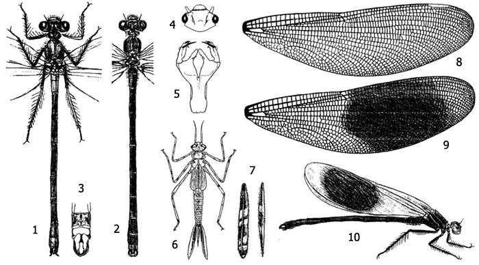Красотка блестящая (Calopteryx splendens): 1 - имаго с нижней стороны, 2 - имаго с верхней стороны, 3 - анальные придатки самца, 4 - голова личинки, 5 - маска личинки, 6 - внешний вид личинки, 7 - боковые церки (трахейные жабры), 8 - крыло самки, 9 - крыло самца, 10 - общий вид имаго со сложенными крыльями