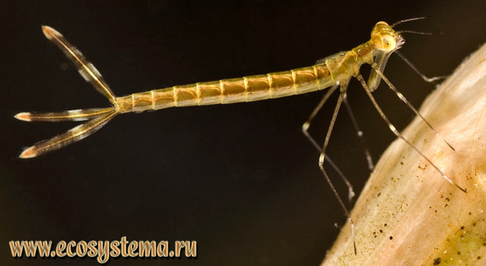 Фото 2: Личинка лютки (Lestidae sp.)
