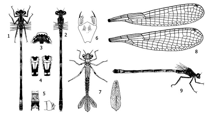 Имаго и личинки стрелки изящной (Coenagrion pulchellum): 1 - имаго с нижней стороны, 2 - имаго с верхней стороны, 3 - рисунок на затылке, 4 - рисунок на втором сегменте брюшка самца и самки, 5 - анальные придатки самца, 6 - маска личинки, 7 - личинка и ее боковая жаберная лопасть, 8 - крыло самца и самки, 9 - общий вид имаго