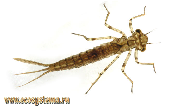 Личинка тонкохвоста изящного, или стрелки изящной (Ischnura elegans)