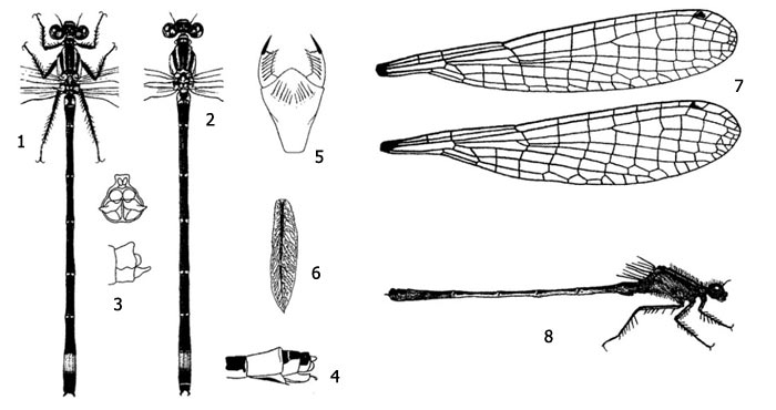 Имаго и личинка тонкохвоста изящного, или стрелки изящной (Ischnura elegans): 1 - имаго с нижней стороны, 2 - имаго с верхней стороны, 3 - анальные придатки самца, 4 - анальные придатки самки, 5 - маска личинки, 6 - боковая жаберная лопасть, 7 - крылья самца и самки, 8 - общий вид имаго
