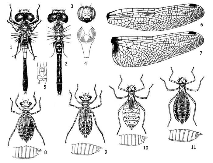 Имаго и личинки леукорриний (Leucorrhinia): 1-8 - стрекоза белолобая (Leucorrhinia albifrons): 1 - имаго  с нижней стороны, 2 - имаго с верхней стороны, 3 - голова, 4 - маска, 5 - хвостовые придатки, 6 - переднее крыло, 7 - заднее крыло, 8 - личинка и ее брюшные шипы, 9 - личинка стрекозы сомнительной (Leucorrhinia dubia) и ее брюшные шипы, 10 - личинка стрекозы двухцветной (Leucorrhinia pectoralis) и ее брюшные шипы, 11 - личинка стрекозы красной (Leucorrhinia rubicunda) и ее брюшные шипы