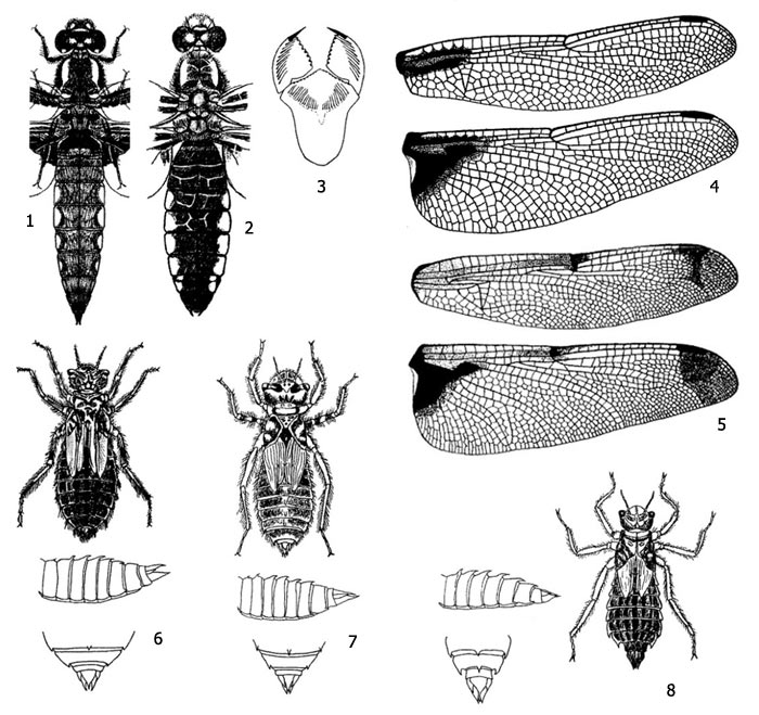 Имаго и личинки плоскобрюхов (Libellula): 1-4 - стрекоза плоская (Libellula depressa): 1 - имаго  с нижней стороны, 2 - имаго с верхней стороны, 3 - маска, 4 - переднее и заднее крылья, 5 - переднее и заднее крылья плоскобрюха четырёхпятнистого (Libellula quadrimaculata), 6-8 - личинки и их брюшные шипы и анальные придатки: 6 - стрекозы плоской (Libellula depressa), 7 - плоскобрюха четырёхпятнистого (Libellula quadrimaculata), 8 - стрекозы рыжей (Libellula fulva)