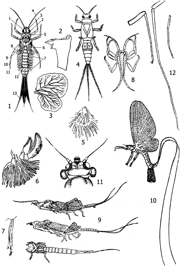 Имаго и личинки подёнок: 1 - личинка клоена (Cloeon dipterum): 1 - голова, 2 - глаз, 3 - глазок, 4 - антенна, 5 - первый грудной сегмент, 6 - зачатки крыльев, 7 - трахейные жабры, 8 - бедро, 9 - голень, 10 - лапка, 11 - коготок, 12 - брюшко, 13 - хвостовая нить; 2 - жвала Cloeon, 3 - трахейная жабра Cloeon 2-й пары, 4 - личинка Caenis, 5 - жабра Caenis, 6 - нижняя челюсть и жабра олигонейрии, 7 - жабра Paraleptophlebia, 8 - личиночка Baetis, 1-я стадия, 9 - полимитарцис (Polymitarcys virgo): шкурка нимфы (внизу), линька на субимаго, линька на имаго (вверху), 10 - взрослая полимитарцис (Polymitarcys virgo), самка, 11 - глаза самца полимитарцис (Polymitarcys virgo), 12 - ноги полимитарцис